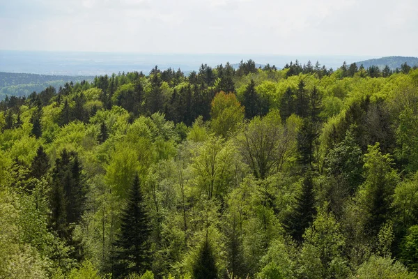 Trovoada Floresta Baviera Com Nuvens Escuras Relâmpagos Folhas Brilhantes — Fotografia de Stock