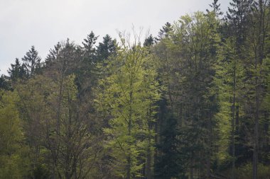 Bavyera Ormanı 'nda parlak yıldırımlı kara bulutlar ve gök gürültüsü