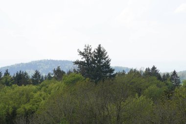 Bavyera Ormanı 'nda parlak yıldırımlı kara bulutlar ve gök gürültüsü