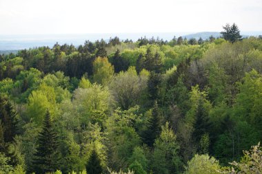 Bavyera Ormanı 'nda parlak yıldırımlı kara bulutlar ve gök gürültüsü