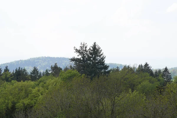 Темные Тучи Гроза Баварском Лесу Ярким Листом Молнии — стоковое фото