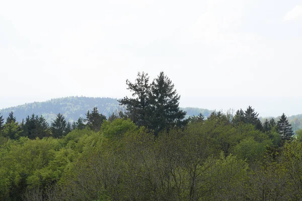 Nuvole Scure Temporali Nella Foresta Bavarese Con Lampo Luminoso — Foto Stock