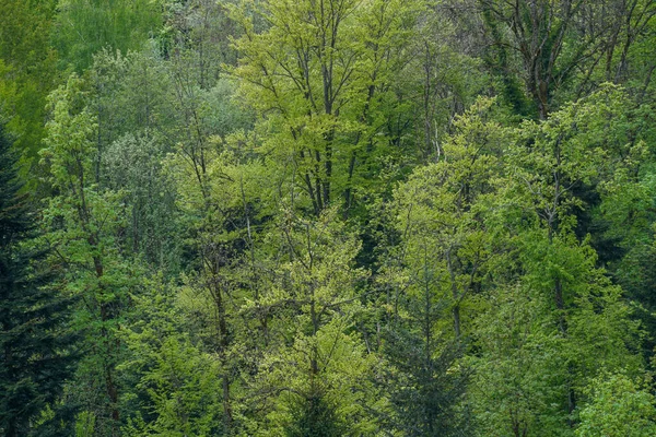 Темные Тучи Гроза Баварском Лесу Ярким Листом Молнии — стоковое фото