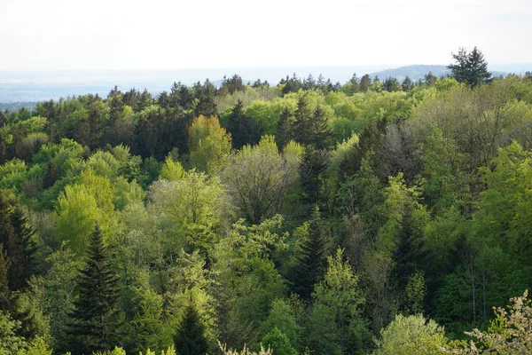Bavyera Ormanı 'nda parlak yıldırımlı kara bulutlar ve gök gürültüsü