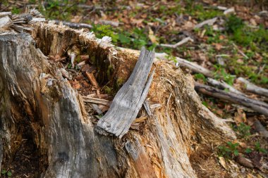Alman doğası ilkbaharda, Bavyera Ormanı 'nda çekildi.