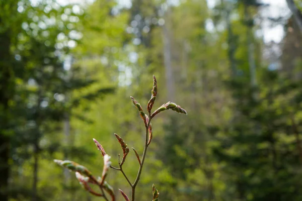 バイエルンの森で撮影された春のドイツの自然 — ストック写真