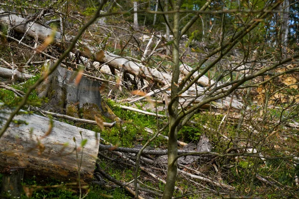 Német Természet Tavasszal Fényképezett Bajor Erdőben — Stock Fotó