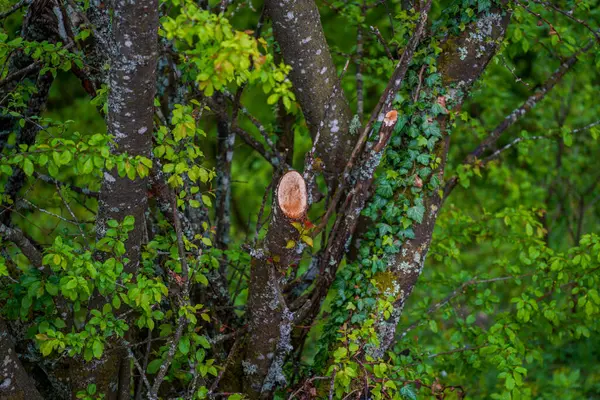 Nature Allemande Printemps Photographiée Dans Forêt Bavaroise — Photo