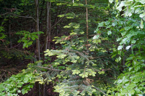 Tysk Natur Våren Fotograferad Bayerska Skogen — Stockfoto