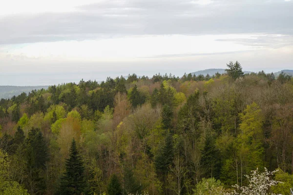 German Nature Spring Photographed Bavarian Forest — Stock Photo, Image