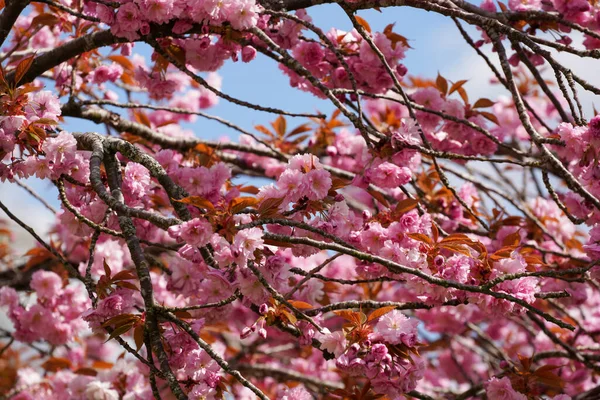 German Nature Spring Photographed Bavarian Forest — Stock Photo, Image