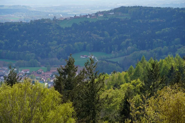 Навесні Німецький Характер Сфотографований Баварському Лісі — стокове фото