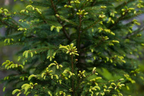 Duitse Natuur Het Voorjaar Gefotografeerd Het Beierse Woud — Stockfoto