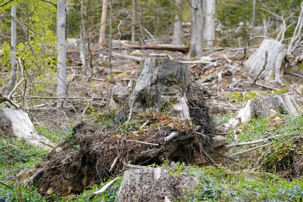 Niemiecka Przyroda Wiosną Sfotografowany Lesie Bawarskim — Zdjęcie stockowe