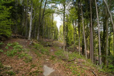 Landschaftsfotos von Deutschem Wald im Naturpark Bayern fotografit