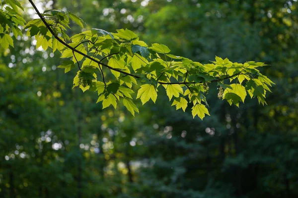 Landschaftsfotos Von Deutschem Wald Naturpark Bayern Fotografiert — ストック写真