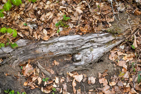 Landschaftsfotos Von Deutschem Wald Naturpark Bayern Fotografiert — Foto Stock