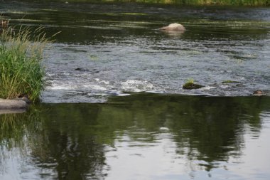 Bahçe havuzu, su ve su ile yeşil doğada birçok bitki örtüsü.