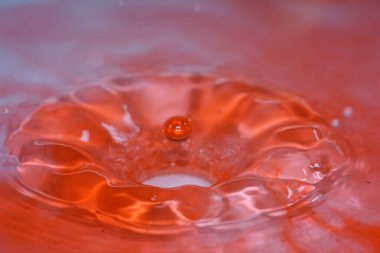 Bahçe havuzu, su ve su ile yeşil doğada birçok bitki örtüsü.