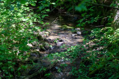 Bahçe havuzu, su ve su ile yeşil doğada birçok bitki örtüsü.