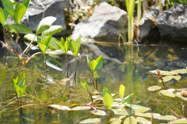 Garden Pond Aquatic Plants Water Lots Vegetation Green Nature — Photo