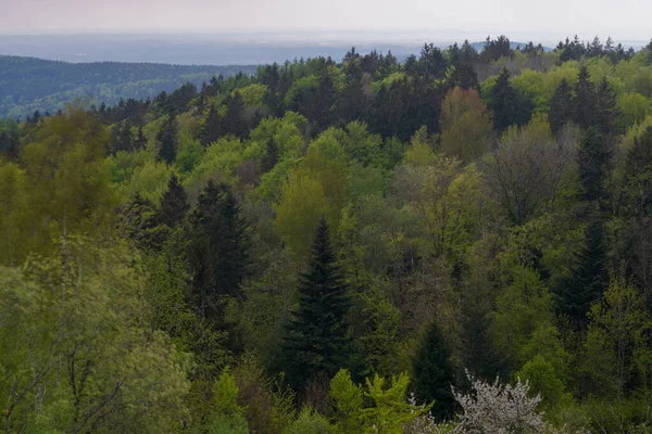 Гроза Баварском Лесу Темными Облаками Яркой Листовой Молнией — стоковое фото