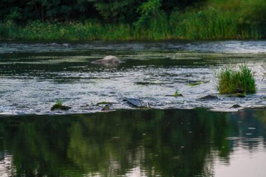 Black Rain Nehri 'nde balık yakalayıp akşam karanlığında yemek yiyen bir balıkçıl serisi.