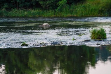 Black Rain Nehri 'nde balık yakalayıp akşam karanlığında yemek yiyen bir balıkçıl serisi.