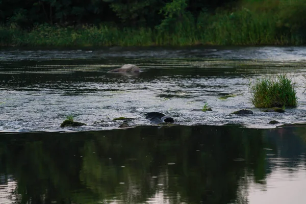Series Shot Gray Heron Black Rain River Catching Fish Eating — Zdjęcie stockowe