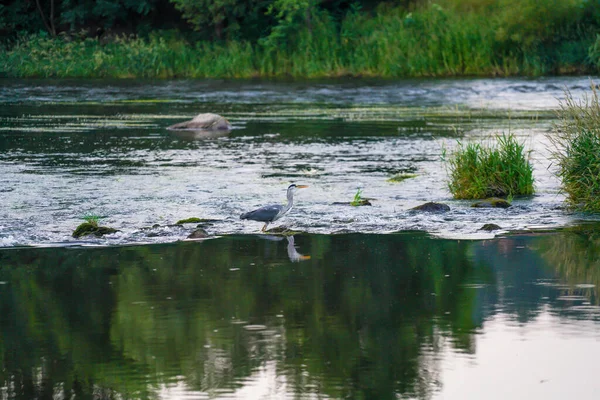 Series Shot Gray Heron Black Rain River Catching Fish Eating — Stockfoto