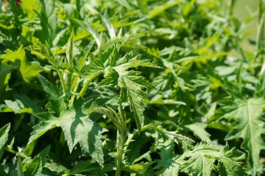 Baharda botanik bahçesinde yeşil egzotik bitkiler