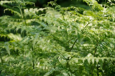 Baharda botanik bahçesinde yeşil egzotik bitkiler