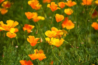 Baharda botanik bahçesinde yeşil egzotik bitkiler