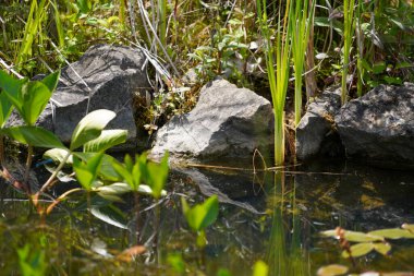 Baharda botanik bahçesinde yeşil egzotik bitkiler