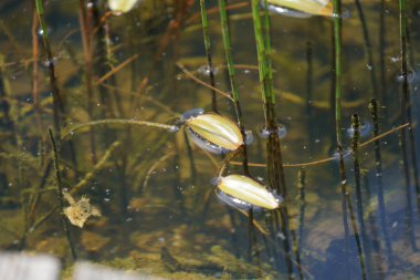 Baharda botanik bahçesinde yeşil egzotik bitkiler