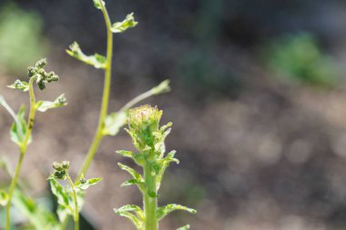 Baharda botanik bahçesinde yeşil egzotik bitkiler