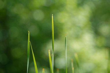 Baharda botanik bahçesinde yeşil egzotik bitkiler
