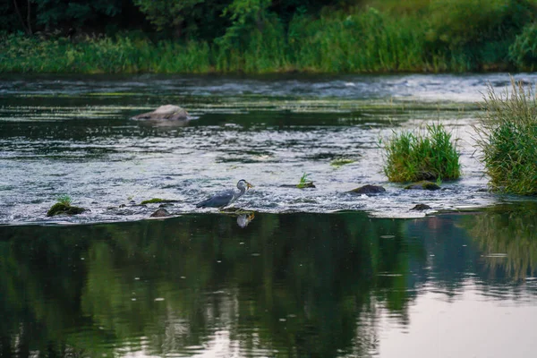Series Shot Gray Heron Black Rain River Catching Fish Eating — Stockfoto