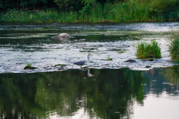 Series Shot Gray Heron Black Rain River Catching Fish Eating — ストック写真