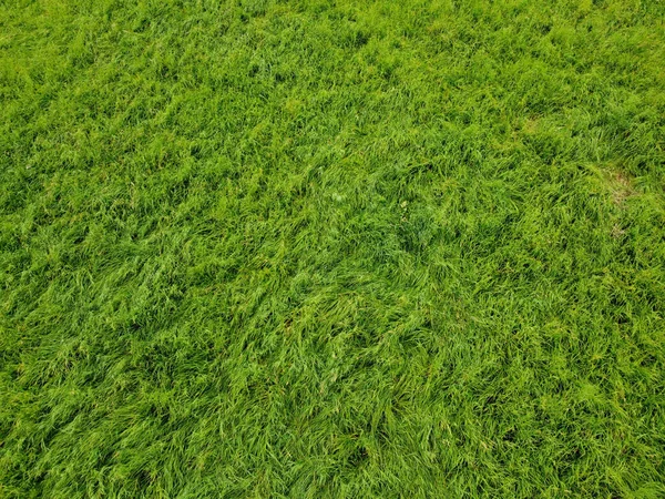 Luchtfoto Van Een Agrarisch Veld Met Graan Geplant Het Voorjaar — Stockfoto