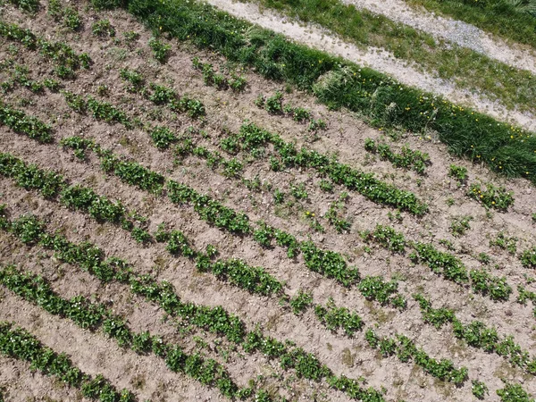 Vue Aérienne Champ Agricole Avec Des Céréales Plantées Printemps Bavière — Photo