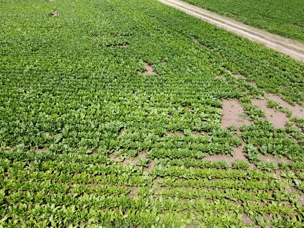 バイエルン州の春に栽培された穀物畑の空中風景 — ストック写真