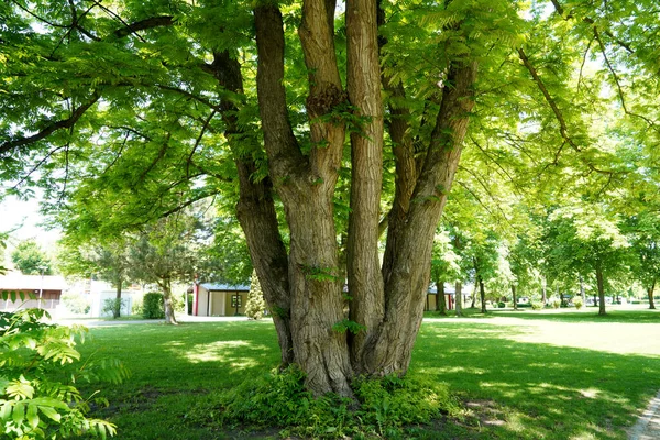 Park Well Maintained Recreation All Open Germany — Stock Photo, Image