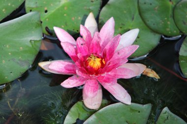 Baharda Almanya 'da bir bahçe havuzunda çekilmiş su bitkileri.