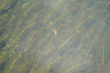 Baharda Almanya 'da bir bahçe havuzunda çekilmiş su bitkileri.