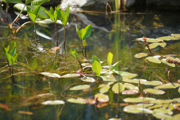 德国春天在花园池塘里拍摄的水生植物 — 图库照片