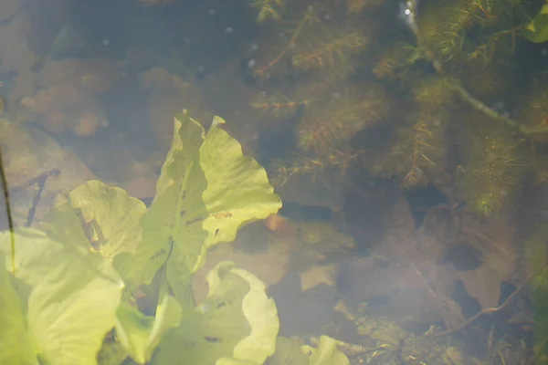德国春天在花园池塘里拍摄的水生植物 — 图库照片