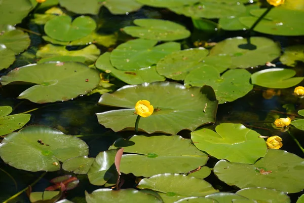 Aquatic Plants Photographed Garden Pond Spring Germany — 스톡 사진