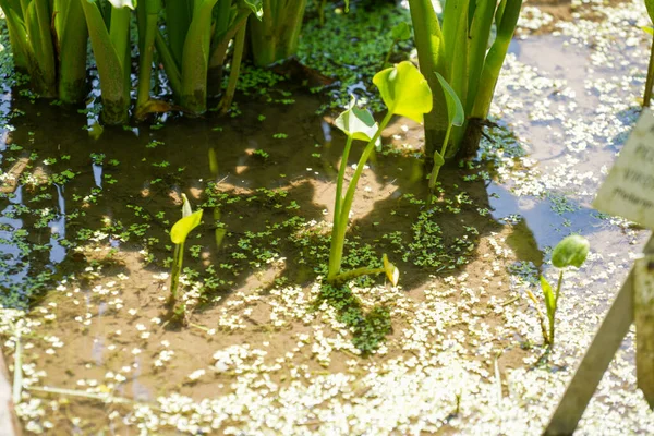 Aquatic Plants Photographed Garden Pond Spring Germany — Stockfoto