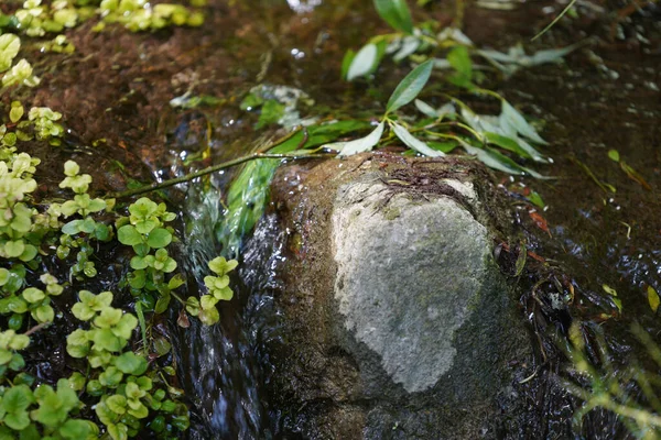 Aquatic Plants Photographed Garden Pond Spring Germany — Foto de Stock